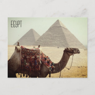 camel pyramid egypt postcard