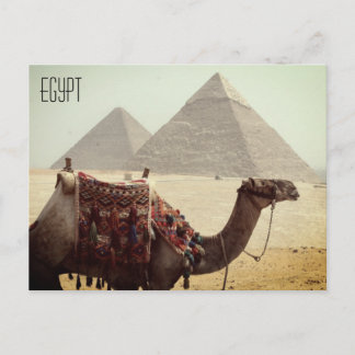 camel pyramid egypt postcard