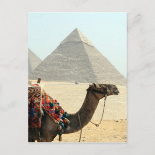 camel pyramid postcard