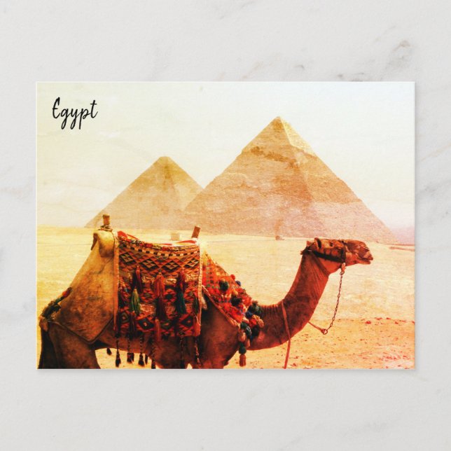 camel pyramids giza postcard (Front)