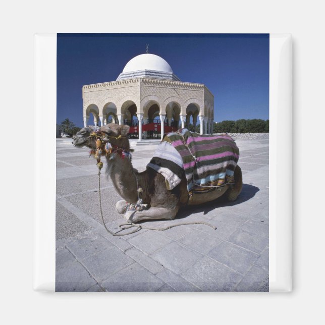 Camel resting in front of dome, Monastir, Tunisia Magnet (Front)
