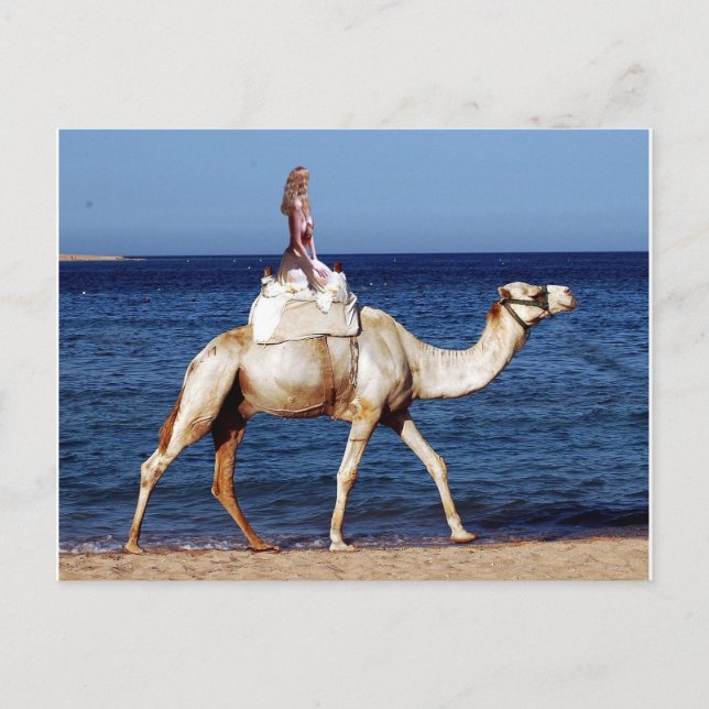 Camel Rider by the Sea Postcard (Front)