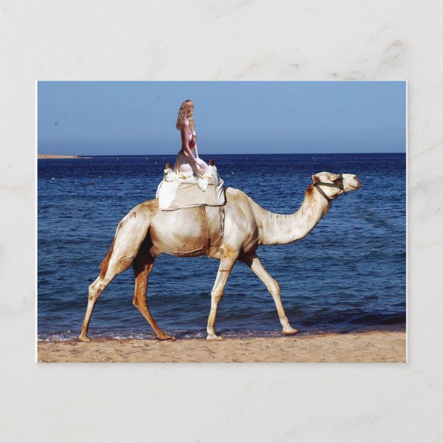 Camel Riding on the Beach Postcard (Front)