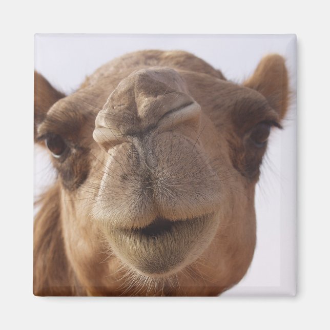 Camel Square Magnet (Front)