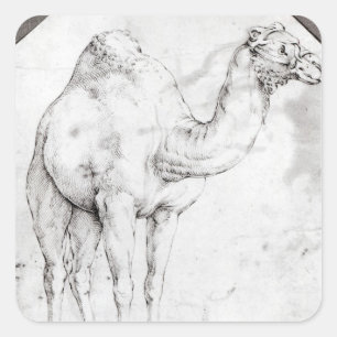 Camel Square Sticker