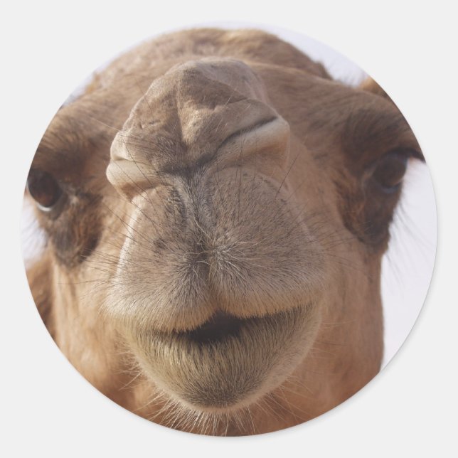 Camel Stickers (Front)