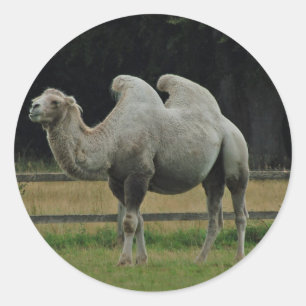 Camel stickers