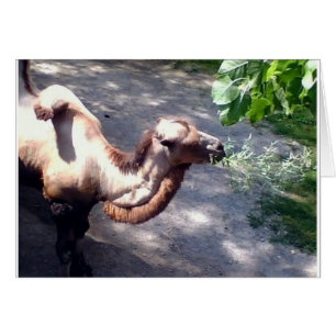 Camel Time! Zoo Animals