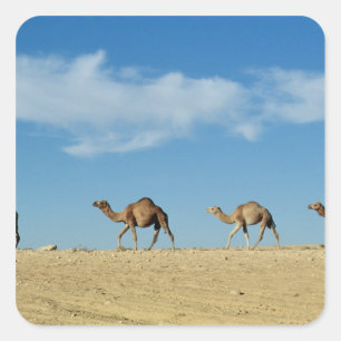 Camel train square sticker