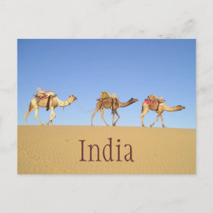 Camel Train, Thar Desert Postcard