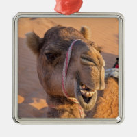 Camel with a funny facial expression - Oman