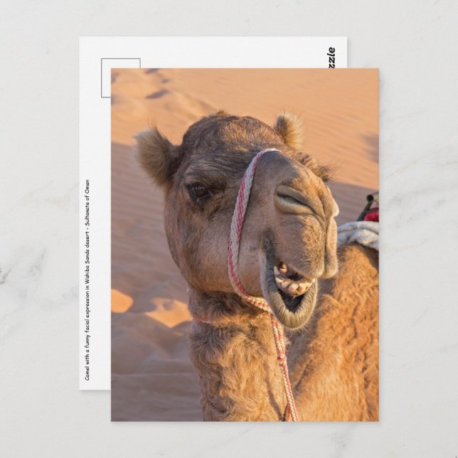 Camel with a funny facial expression - Oman Postcard (Front/Back)