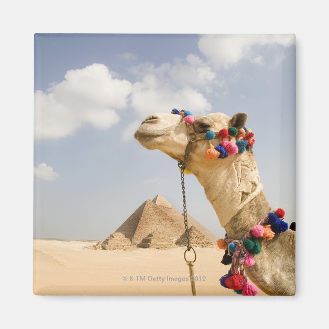 Camel with Pyramids Giza, Egypt Magnet (Front)