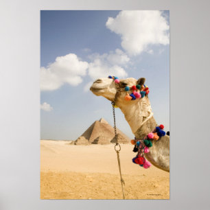 Camel with Pyramids Giza, Egypt Poster