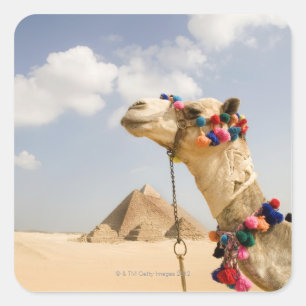 Camel with Pyramids Giza, Egypt Square Sticker