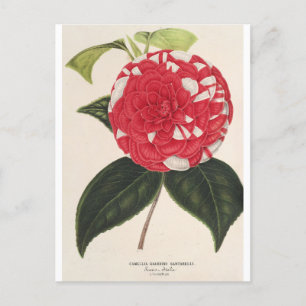 Camelia Giardino Santarel by Charles Lemaire Postcard
