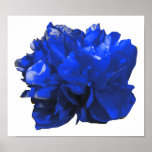 Camelia Pop Blue Poster<br><div class="desc">Colorful camelia pop art.</div>