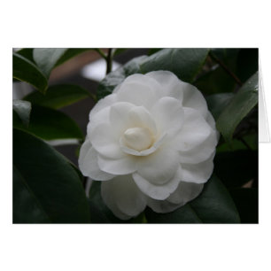 Camelia, white
