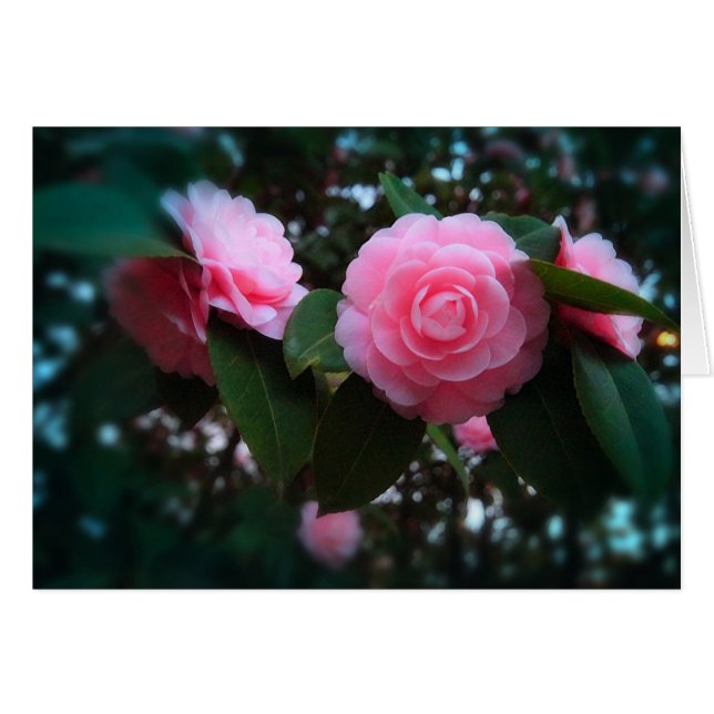 Camelias (Front Horizontal)