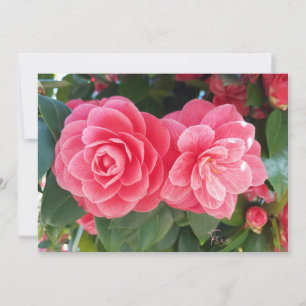 camelias holiday card