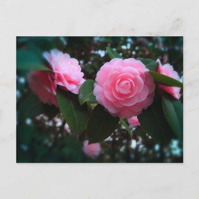 Camelias Postcard (Front)