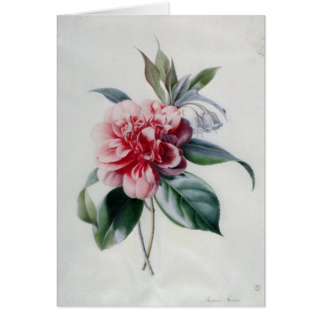 Camellia (Front)