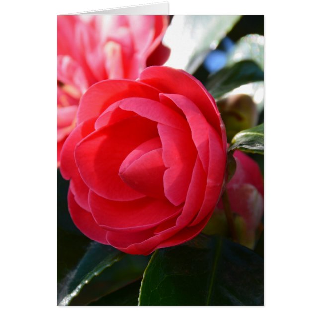 Camellia Blossom (Front)