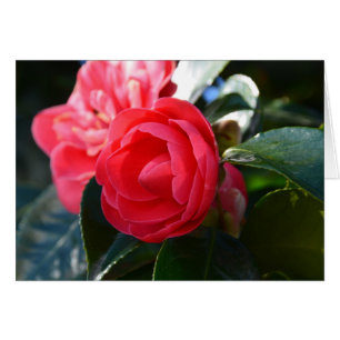 Camellia Blossom