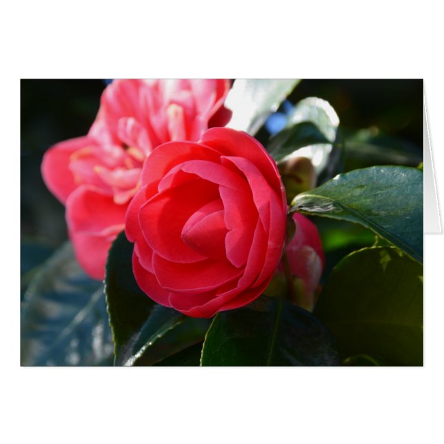 Camellia Blossom (Front Horizontal)