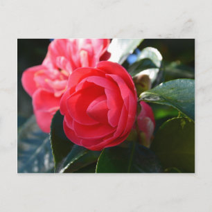 Camellia Blossom Postcard