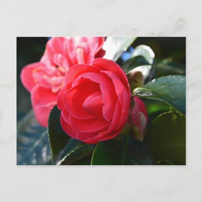 Camellia Blossom Postcard (Front)