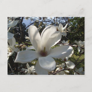 Camellia Blosson Postcard