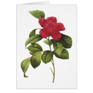 camellia(Camellia anemonefolia) by Redouté