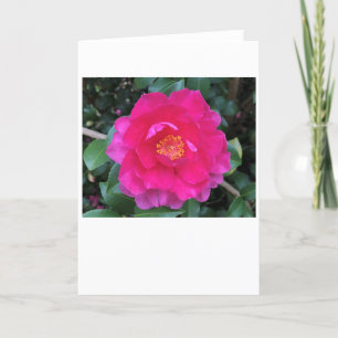 Camellia, card