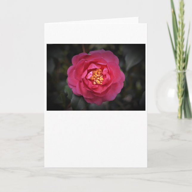 Camellia, card (Front)