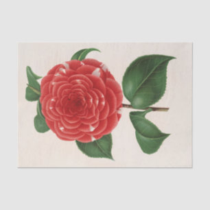 Camellia Don Carlos Ferdinando by Charles Lemaire Tissue Paper