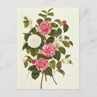Camellia from "A Monograph on the Genus'