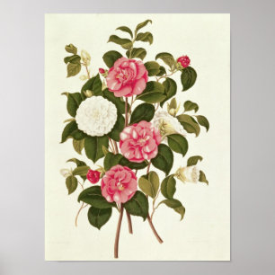 Camellia from "A Monograph on the Genus' Poster