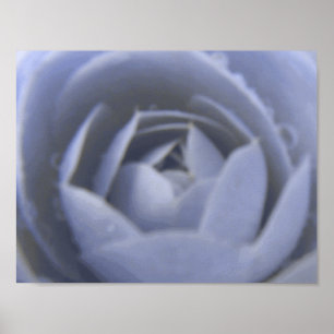 Camellia Frozen Beauty Print