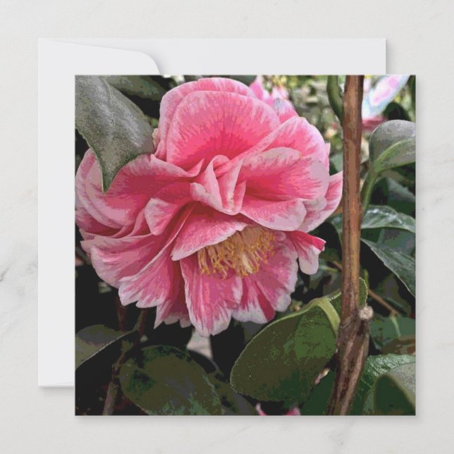 Camellia Holiday Card (Front)