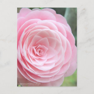 Camellia japonica f. otome：Postcard Postcard