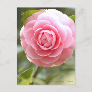 Camellia japonica f. otome [Postcard] Postcard