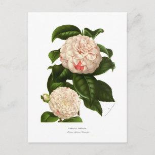 Camellia japonica postcard