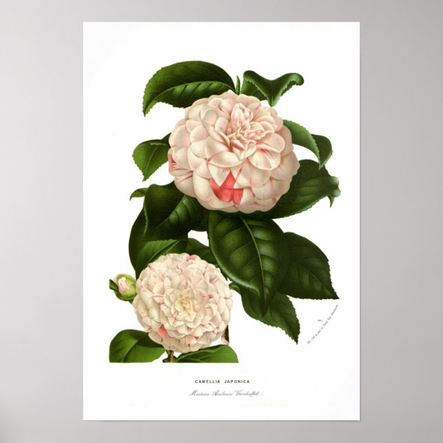 Camellia japonica poster (Front)