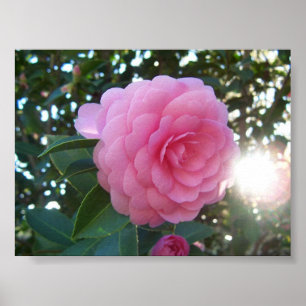 Camellia Japonica Poster