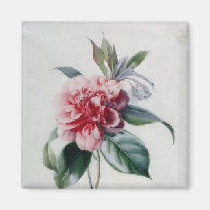 Camellia Magnet