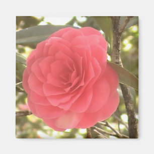 Camellia Magnet