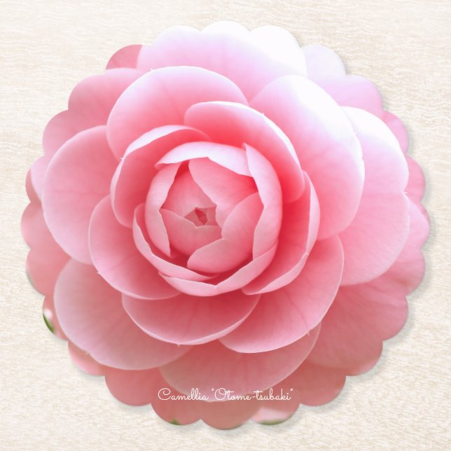 Camellia "Otome-tsubaki" [Paper Coaster] Paper Coaster (Front)
