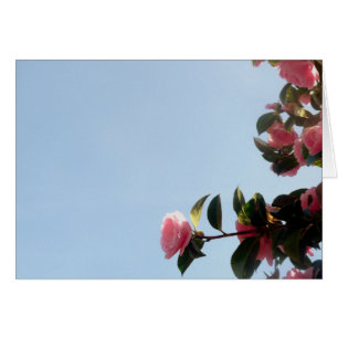 Camellia Pink Flower Blue Sky