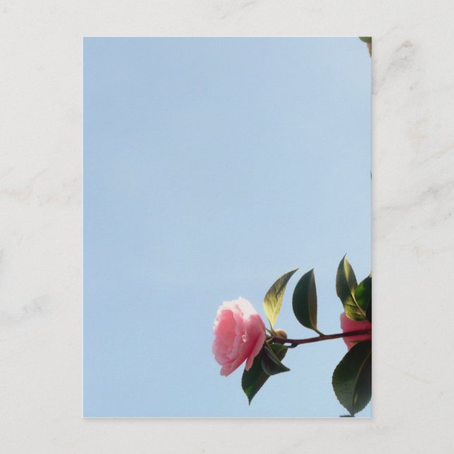 Camellia Pink Flower Blue Sky Postcard (Front)